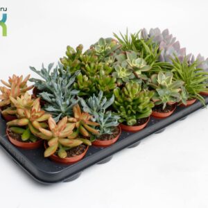 Succulenten mix Succulenten op Rij
(12 Plants/Order)(8.5cmP 15cmH)