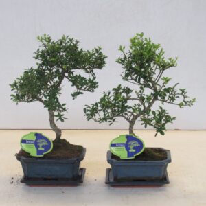 Ilex crenata ilex crenata, 15 cm shape small leaf, with drip tray
(8 Plants/Order)(15cmP 25cmH)