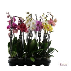 Phalaenopsis mixed Phalaenopsis Supreme op ras mix - 2 spike 70cm
(5 Plants/Order)(12cmP 65cmH)