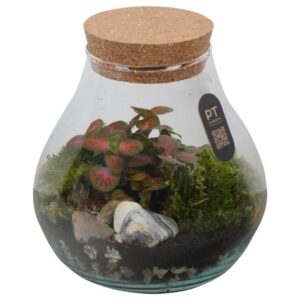 Indoor plants green PTTER8131 Arrangement terrarium in glazen terrarium
(4 Plants/Order)(17cmP 19cmH)