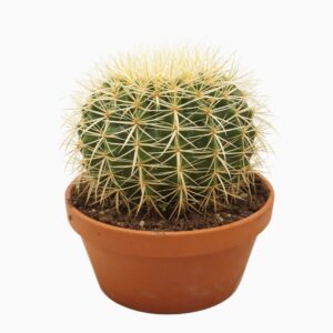 Echinocactus grusonii Echinocactus grusonii 23 cm
(2 Plants/Order)(23cmP 25cmH)