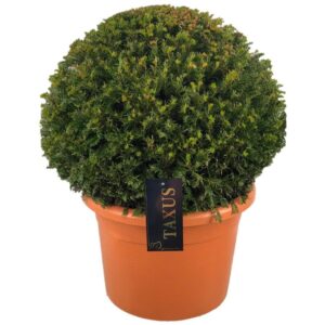 Taxus baccata Taxus baccata ball p42 (t) 65-70 ©
(1 Plants/Order)(42cmP 60cmH)