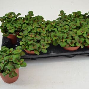 Fittonia BUBBLE RED 12 CM
(9 Plants/Order)(12cmP 20cmH)
