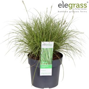 Carex Variegata Carex brunnea 'Variegata' P19
(1 Plants/Order)(19cmP 50cmH)