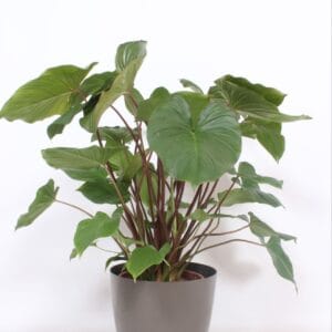 Homalomena Maggy Homalomena 'Maggy' in San Remo "taupe"
(1 Plants/Order)(30cmP 90cmH)