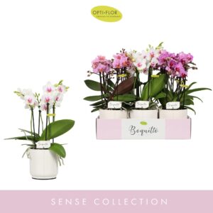 Phalaenopsis Multiflora Boquetto Pinko mix 3-5 spike in Lazio White
(6 Plants/Order)(12cmP 35cmH)
