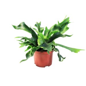 Platycerium Platycerium Alcicorne (Hertshoorn)
(1 Plants/Order)(24cmP 40cmH)