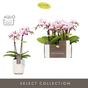 Phalaenopsis Multiflora Optifriend Alice 2 spike in Molise White Aquo
(6 Plants/Order)(7cmP 25cmH)