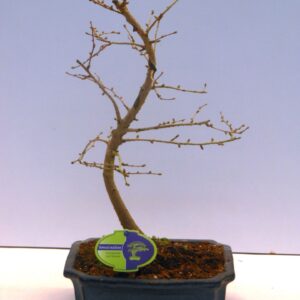 Pseudolarix amabilis pseudolarix amabilis 20 cm shape, without driptray
(5 Plants/Order)(20cmP 35cmH)