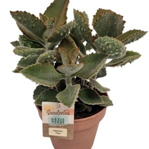 Kalanchoe beharensis Kalanchoe Beharensis Fang - 1154
(4 Plants/Order)(14cmP 30cmH)