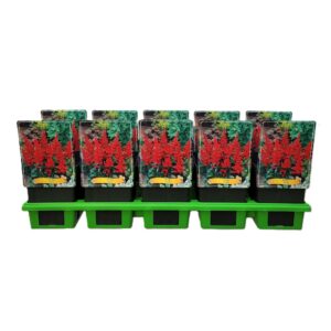 Astilbe Fanal Astilbe 'Fanal' P11
(10 Plants/Order)(11cmP 25cmH)