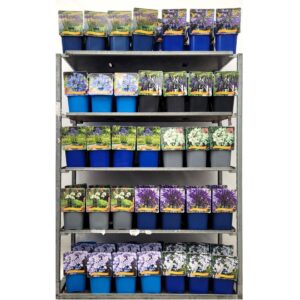 Agapanthus Agapanthus mix CC C5
(1 Plants/Order)(21cmP 35cmH)