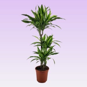 Dracaena Lemon Lime Dracaena Lemon lime 60-30-15 105cm
(1 Plants/Order)(21cmP 105cmH)