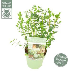 Eucalyptus parvula Eucalyptus parvifolia 'Oliva'
(6 Plants/Order)(15cmP 35cmH)