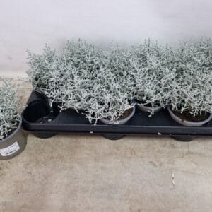 Calocephalus browni
(12 Plants/Order)(10.5cmP 20cmH)