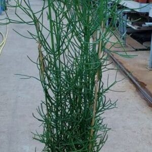 Euphorbia Tirucalli Euphorbia tirucalli TIRU-49/140
(1 Plants/Order)(24cmP 130cmH)