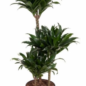 Dracaena Compacta Dracaena Compacta 60-30-15
(1 Plants/Order)(21cmP 90cmH)