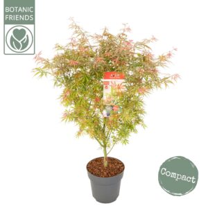 Acer palmatum Acer palm. 'Jerre Schwartz' 
(1 Plants/Order)(24cmP 80cmH)
