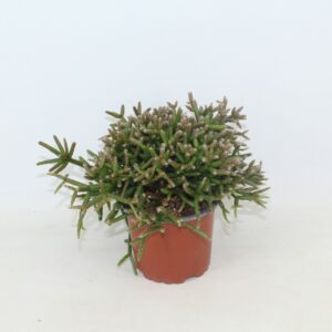 Rhipsalis burchellii Rhipsalis burchelli zonder kwekersetiket
(15 Plants/Order)(10.5cmP 15cmH)