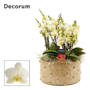 Phalaenopsis Lausanne Belle dazzling Lausanne 9+ spike symphony (Deco-collection)
(1 Plants/Order)(27cmP 35cmH)