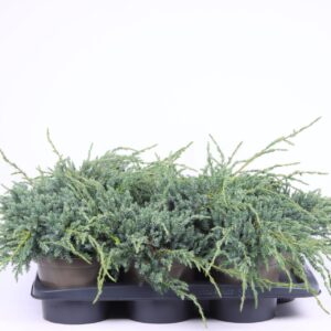 Juniperus squamata Blue Carpet Juniperus squamata 'Blue Carpet'
(1 Plants/Order)(17cmP 35cmH)