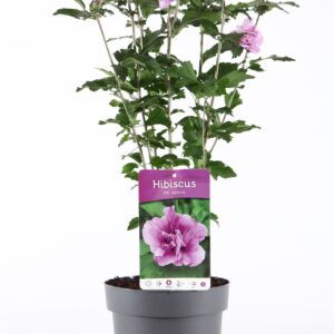 Hibiscus syriacus Ardens Hibiscus syr. 'Ardens' P19/C3
(3 Plants/Order)(19cmP 55cmH)