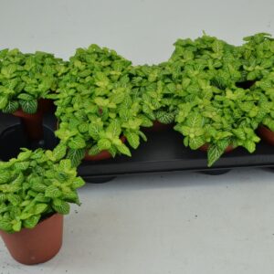 Fittonia FITTONIA JOLY LEMON 12 CM
(9 Plants/Order)(12cmP 20cmH)