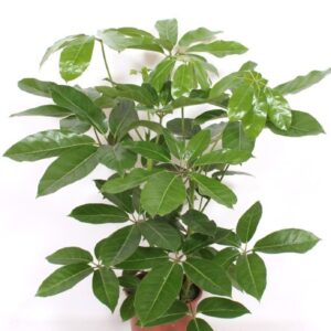 Schefflera Amate Schefflera actinophylla 'Amate'
(1 Plants/Order)(24cmP 80cmH)