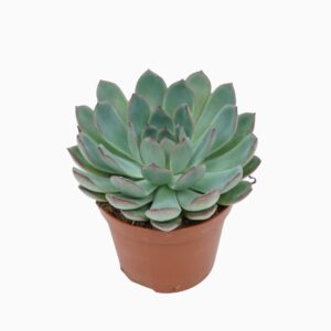 Echeveria Echeveria apus 8,5 cm
(12 Plants/Order)(8.5cmP 10cmH)