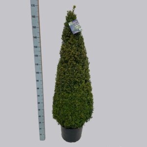 Buxus other Buxus semp. pyr.130-140 40/C24
(1 Plants/Order)(40cmP 160cmH)