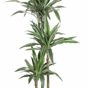 Dracaena Warneckei Dracaena Warneckei 90-60-30
(1 Plants/Order)(24cmP 140cmH)