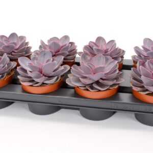 Echeveria Purple Pearl Echeveria purple pearl 12 
(8 Plants/Order)(12cmP 15cmH)