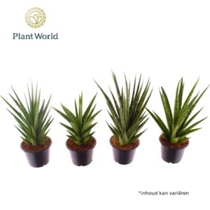 Sansevieria Cylindrica Sansevieria mix P14
(7 Plants/Order)(14cmP 30cmH)