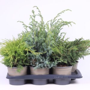 Juniperus Juniperus mixed bak
(6 Plants/Order)(17cmP 30cmH)