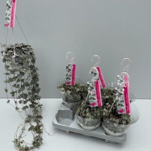 Ceropegia woodii Variegata Ceropegia Woodii Variagata
(6 Plants/Order)(14cmP 70cmH)