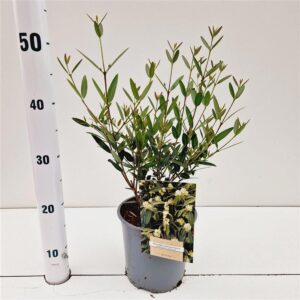 schrub Phillyrea angustifolia
(1 Plants/Order)(17cmP 40cmH)