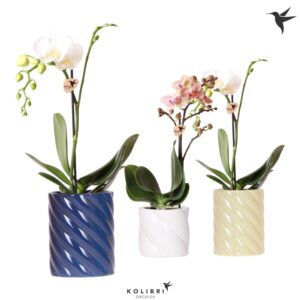 Phalaenopsis mixed Kolibri Orchids Phalaenopsis mix 1 spike in Candy Pot blue mix
(6 Plants/Order)(9cmP 40cmH)