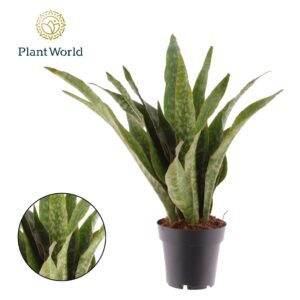 Sansevieria Sansevieria Aubrytniana Dragon
(9 Plants/Order)(14cmP 50cmH)