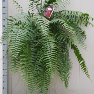 Nephrolepis Nephrolepis Bisserata Macho 35cm
(1 Plants/Order)(35cmP cmH)