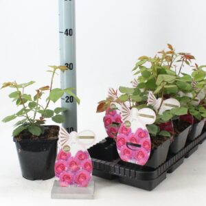 Rosa Rosa (PA) 'Eufemia' ®
(8 Plants/Order)(14cmP 10cmH)