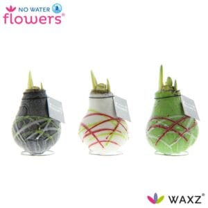 Droge ball Hippeastrum Wax Waxz® Art Picasso
(6 Plants/Order)(5cmP 15cmH)