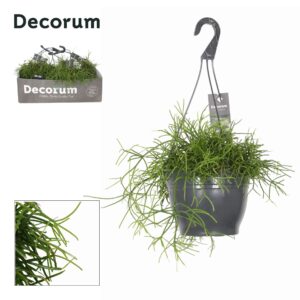 Rhipsalis baccifera 'Oasis' Rhipsalis bacci. 'Oasis' HP 21 cm
(3 Plants/Order)(21cmP 35cmH)