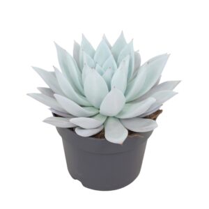 Echeveria Mexican Giant Echeveria mexican giant 17 cm
(3 Plants/Order)(17cmP 25cmH)