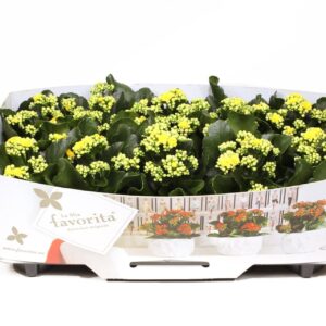 Kalanchoe Perfecta Yellow Kalanchoe Double Deluxe Yellow No Sleeve
(10 Plants/Order)(10.5cmP 22cmH)