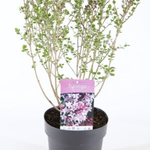 Syringa meyeri Palibin P21/C4.6
(1 Plants/Order)(21cmP 45cmH)