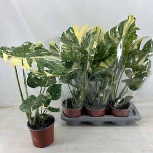 Monstera deliciosa Thai Constellati monstera thai constellation
(6 Plants/Order)(17cmP 55cmH)