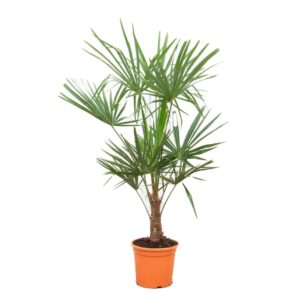 Trachycarpus fortunei Trachycarpus Fortunei - 160cm
(1 Plants/Order)(27cmP 160cmH)
