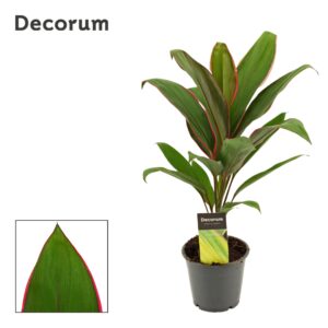 Cordyline Geraldo Cordyline Salsa 12 cm (Decorum) 
(10 Plants/Order)(12cmP 40cmH)