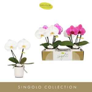 Phalaenopsis mixed Singolo & Co mix in Lazio White
(4 Plants/Order)(9cmP 40cmH)