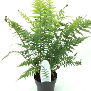 Dicksonia antarctica Dicksonia antarctica ES15 1,7l
(6 Plants/Order)(15cmP 15cmH)